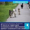 31 июля на территории муниципального образования будет осуществляться плановый отлов собак
