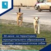  30 июня на территории муниципального образования будет осуществляться плановый отлов собак