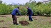 Михайловский присоединился к международной акции «Сад памяти». В этом году акция приурочена к 80-летию Победы в Великой Отечественной войне.